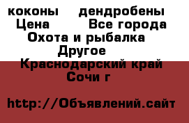 коконы    дендробены › Цена ­ 25 - Все города Охота и рыбалка » Другое   . Краснодарский край,Сочи г.